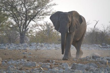 Afrika fili (Loxodonta africana) Güney Afrika 'daki Kruger parkında yürüyor,