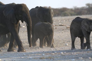 african elephants at etosha national park