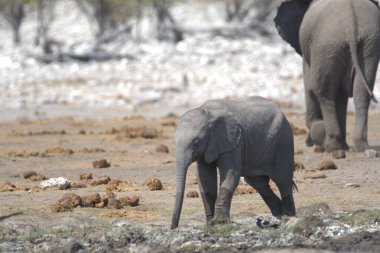 Filler içinde etkin ulusal Park'ta Namibya