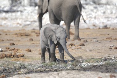 Afrika fili, Loxodonta Africana, Etoşa Ulusal Parkı, Namibya