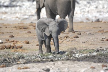 Genç fil içme suyu