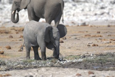 Afrika fili, fil fili (Loxodonta africana), etosha ulusal parkı, namibya