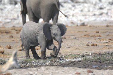 Afrika fili Kruger Park, Güney Afrika 'da