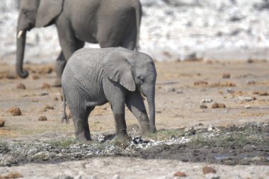 Kenya savanındaki fil