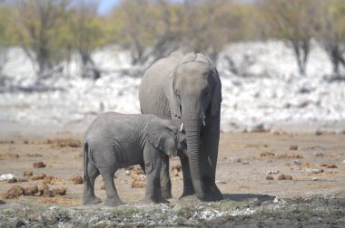 Etoşa Ulusal Parkı, Namibya 'da genç bir fil.