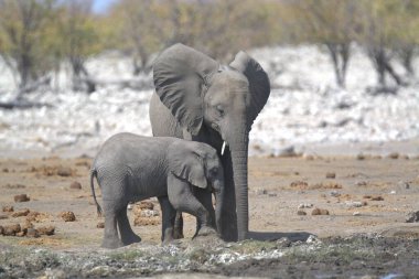 Etoşa 'da genç bir fil.