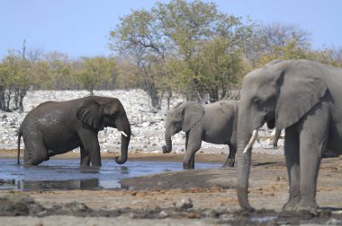 Etoşa Ulusal Parkı 'nda Afrika filleri