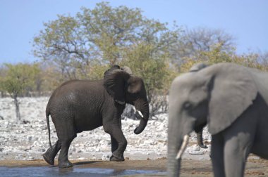 Kruger Ulusal Parkı 'nda fil, Güney Afrika