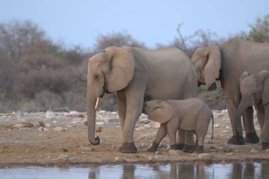 Kenya savanındaki filler