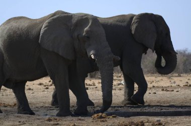 Kruger Ulusal Parkı 'nda fil, Güney Afrika