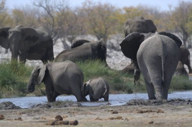 Bir grup Afrika fili, Loxodonta Africana, su birikintisinde duruyorlar.