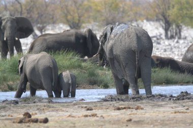 Kruger Ulusal Parkı 'ndaki fil, Güney Afrika