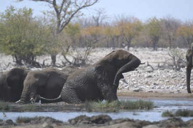 Kruger Ulusal Parkı 'ndaki su birikintisinde Afrika filleri..