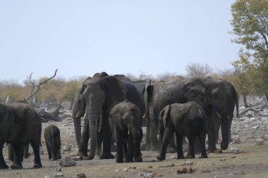 Afrika savanındaki büyük filler.