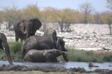 Afrika fili, fil Loxodonta Africana, su birikintisinde içiyor, Etoşa Ulusal Parkı, Namibya