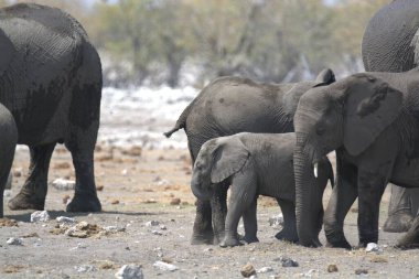Afrika savanasındaki filler