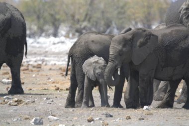 Kenya savanındaki Afrika filleri.