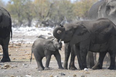 Suda bebeği olan bir fil.
