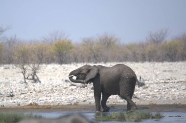 Afrika, Kenya Ulusal Parkı 'ndaki Afrika fili