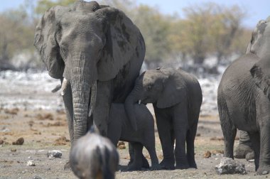 Loxodonta Africana oyununda Afrika filleri, Etoşa Ulusal Parkı, Namibya.