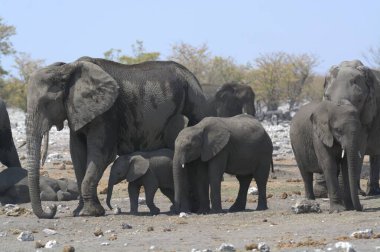 Afrika fili Kruger Park, Güney Afrika