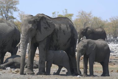 Afrika bozkırında büyük bir fil