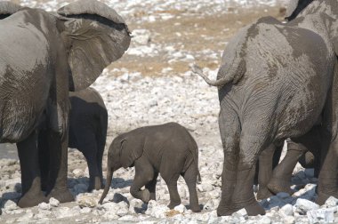 Afrika fili, Loxodonta africana (Afrika), etosha milli parkı, namibya, afrika