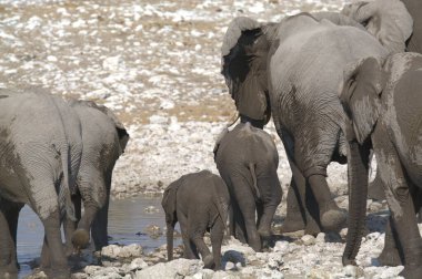 Afrika savanasındaki filler