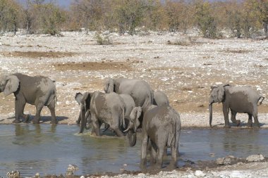 Kenya savanındaki filler