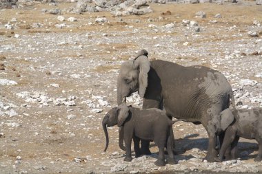 Çöldeki fil ailesi.