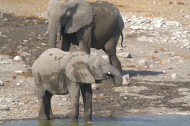 Su birikintisindeki fil.