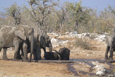 Afrika fil ailesi Kruger Ulusal Parkı, Güney Afrika