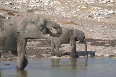 Namibya 'daki Etoşa Ulusal Parkı' nda filler