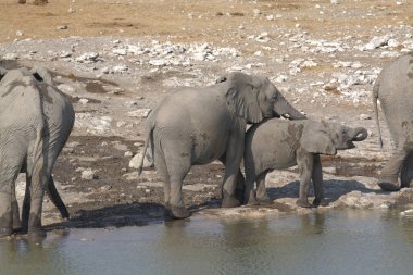 Güney Afrika 'da bir çamur banyosunda fil içme suyu.