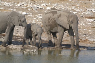 Afrika filleri ziyarette200