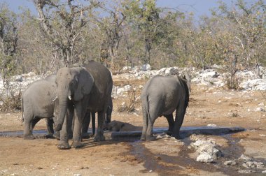 Afrika 'daki Savana Ulusal Parkı' ndaki filler.