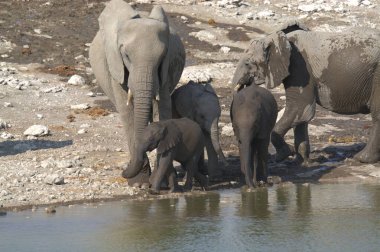 Afrikalı fil ailesi suda içiyor.
