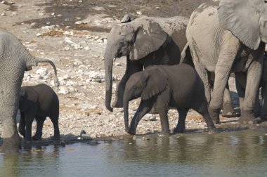 Sudaki fil, vahşi yaşam hayvanı