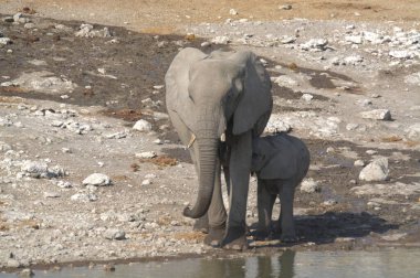 Afrika fili Güney Afrika 'daki Kruger Ulusal Parkı' nda.