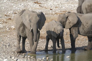 Afrika fili içme suyu
