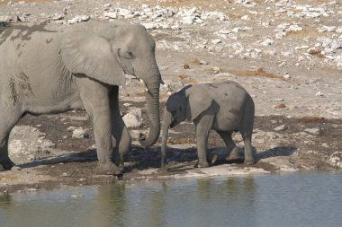 Afrika fili (panthera leo) içme suyu