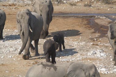 Etoşa Ulusal Parkı 'ndaki fil ailesi.