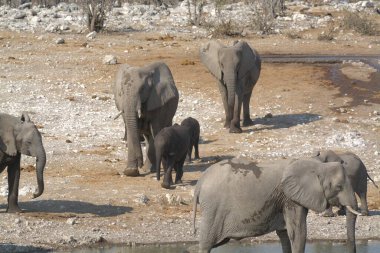 Su birikintisindeki fil.