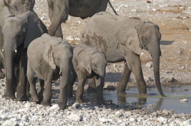 Afrika fili (Loxodonta africana )