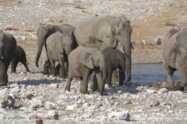 Etoşa Ulusal Parkı 'ndaki Afrika filleri