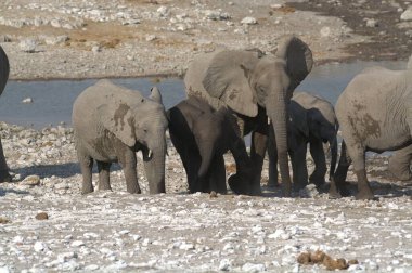 Afrika fili (panthera leo) afrika, afrika, milli park, kenya