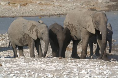 Afrika filinin fil ailesi