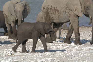 Fil, Afrika fili, Loxodonta ana, suda yürüyor.