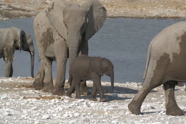 Afrika çalı fili, loxodonta afrika, yetişkin, etosha ulusal parkı, namibya, afrika