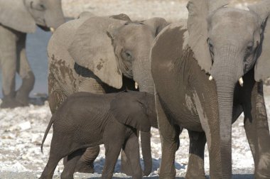 Afrika filinde filler.